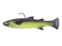 Gizzard Shad